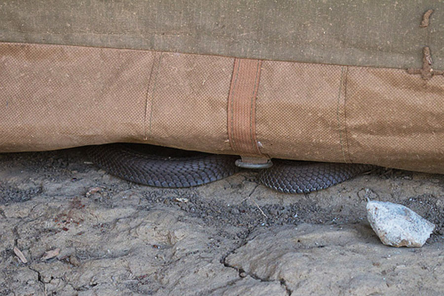 Snake hiding under swag