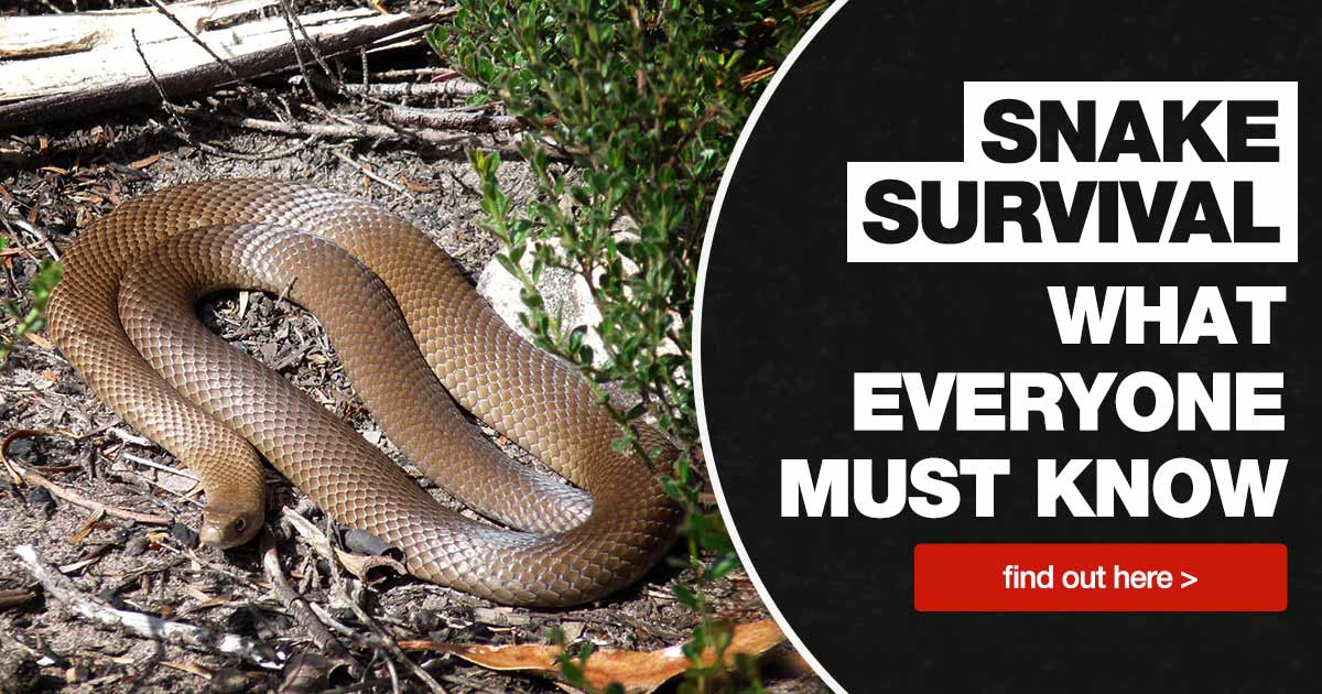 Snake Survival: What Every Camper Should Know | Snowys Blog