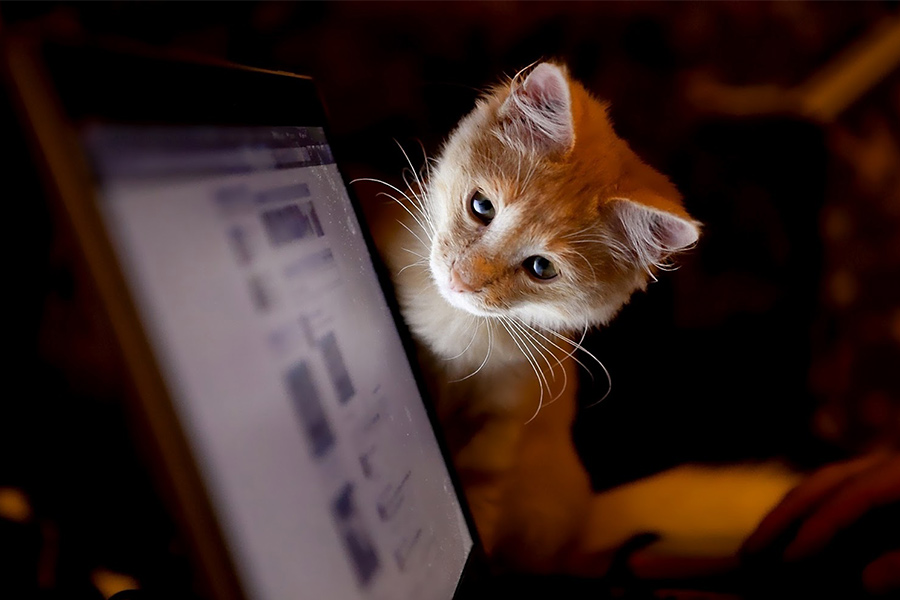 Backed up data online