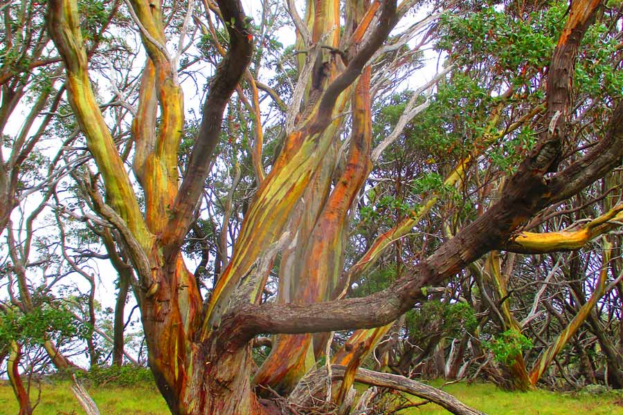 A beautiful Snow Gum Tree along the journey