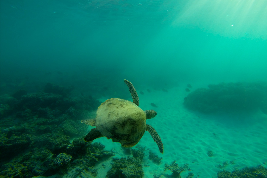 Snorkeling with a turtle at Gnaraloo