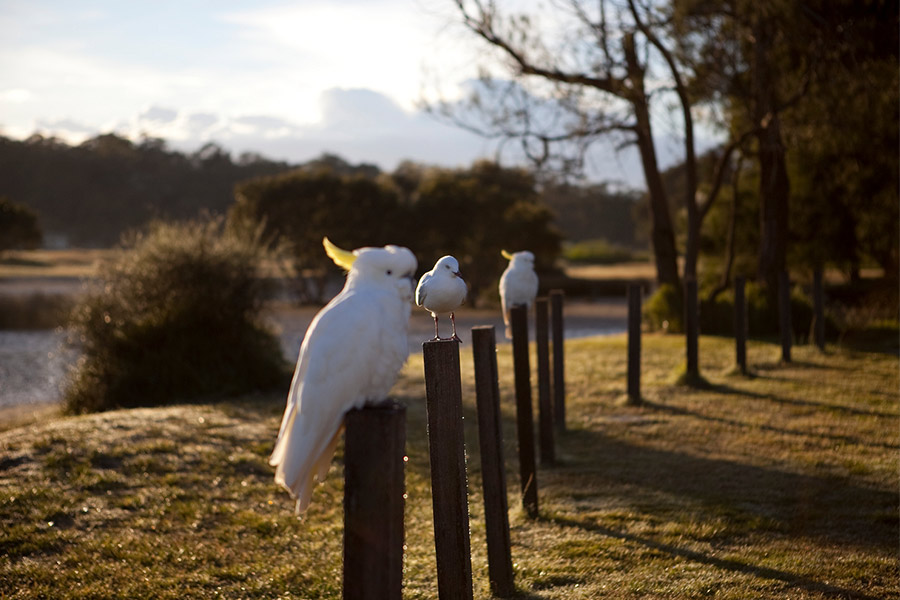 Cockatoos and a Seagull sitting on an outdoor fence