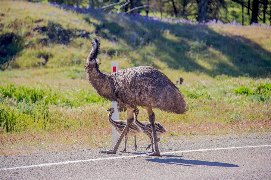 Mother Emu and her young crossing Emus Crossing Road