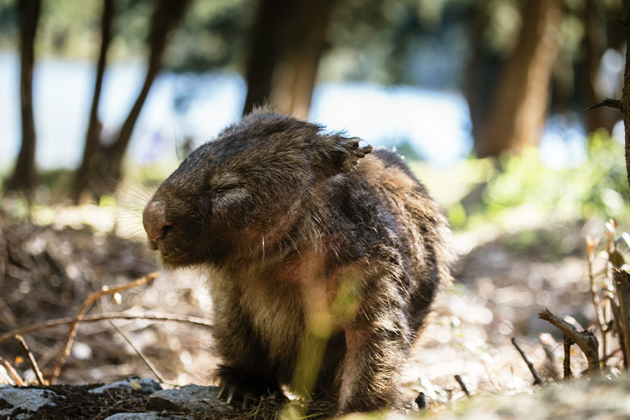 Close up of a wombat in dappled sunshine and the trunks of trees in the background
