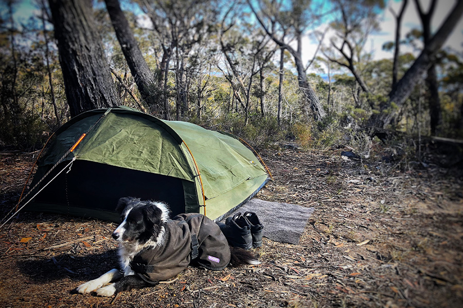 A Border Collie sitting outside a swag.