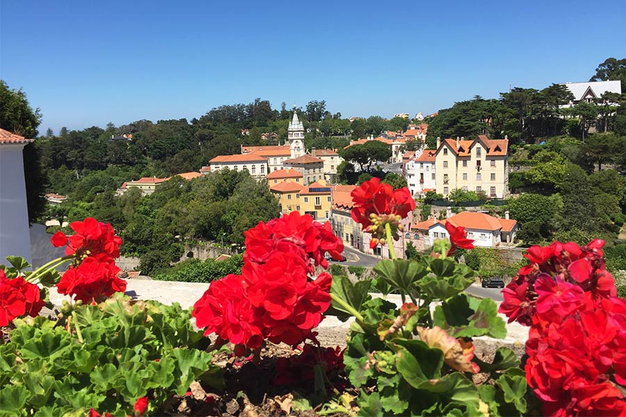 Beautiful red Sintra flowers in Portugal