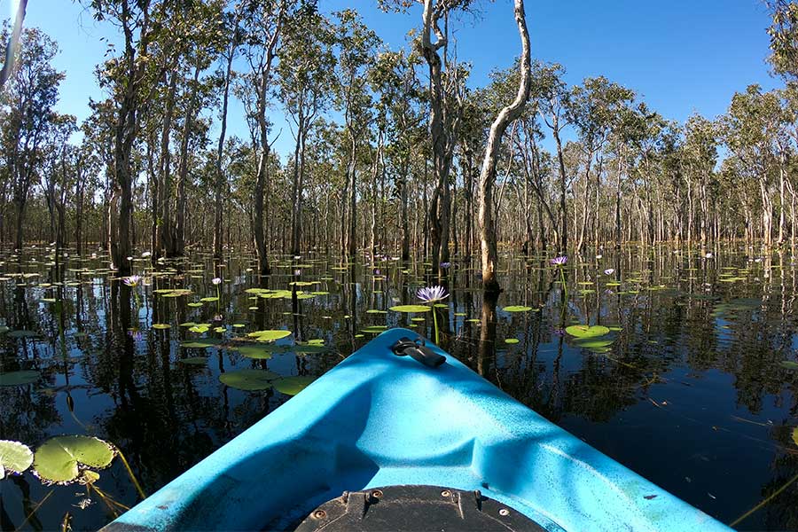 Canoeing through Flying Fox Swamp