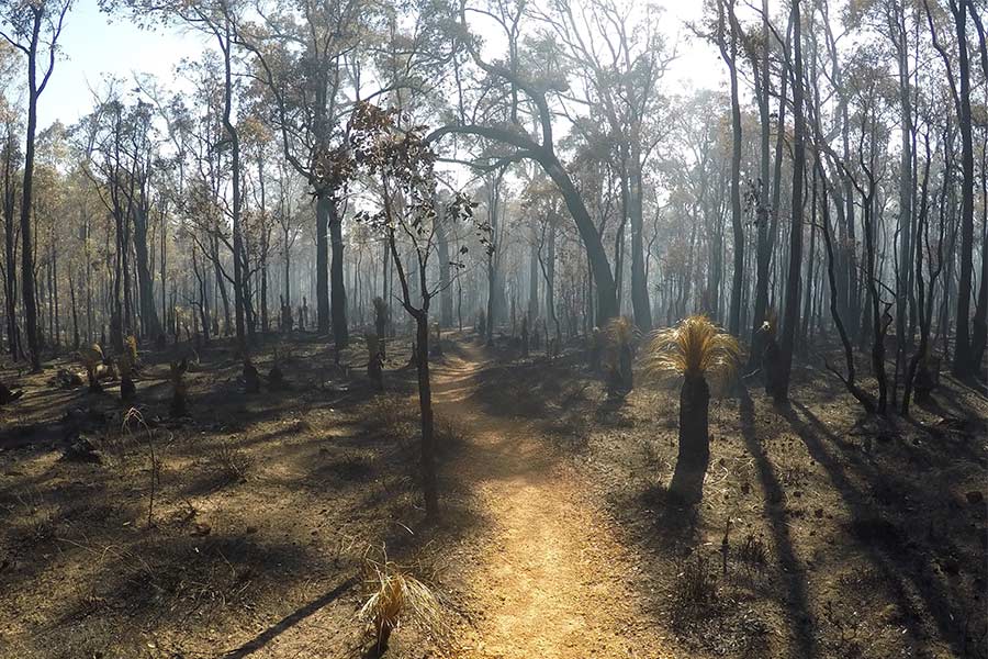 Forest of trees burnt from a recent bushfire