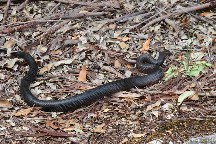 A black tigersnake moving through leaves on the ground