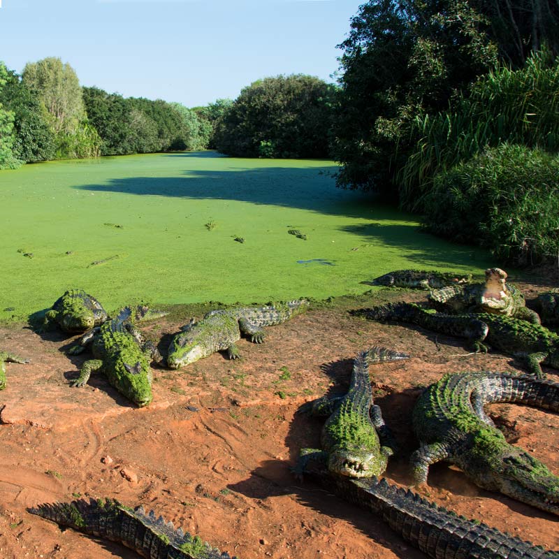 where do you find crocodiles