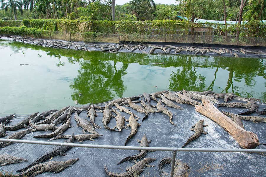 where do you find crocodiles in australia