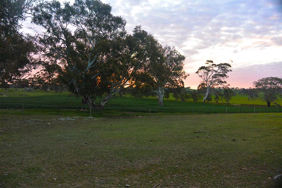 Sunset behind the trees along the Lavender Federation Trail