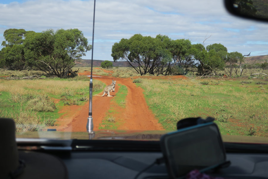 Viewing kangaroos through the windscreen of a moving 4WD