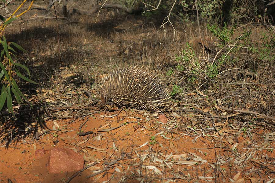 There are plenty of wildlife in the Ranges, including this Echidna.