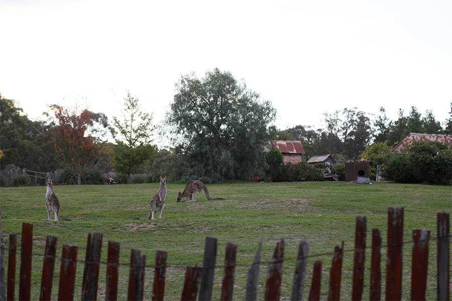 Kangaroos hoping around on open grass in Hill End