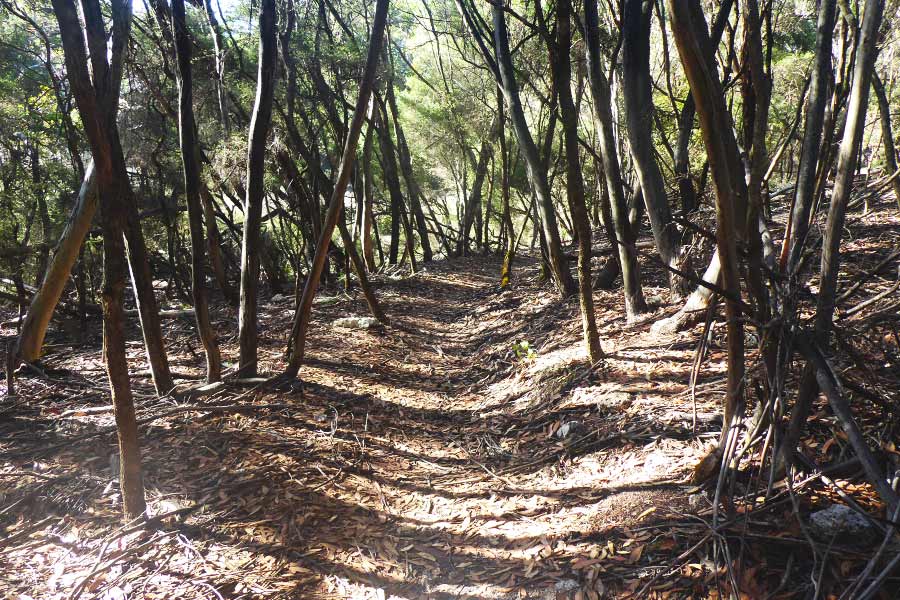 A-much-easier-section-of-the-trail in Kangaroo Island