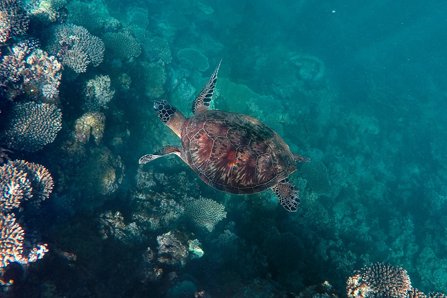 Turtle swimming in the Oyster Stacks in WA