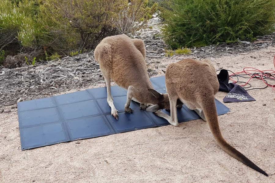 two kangaroos sussing out the solar panel on the ground