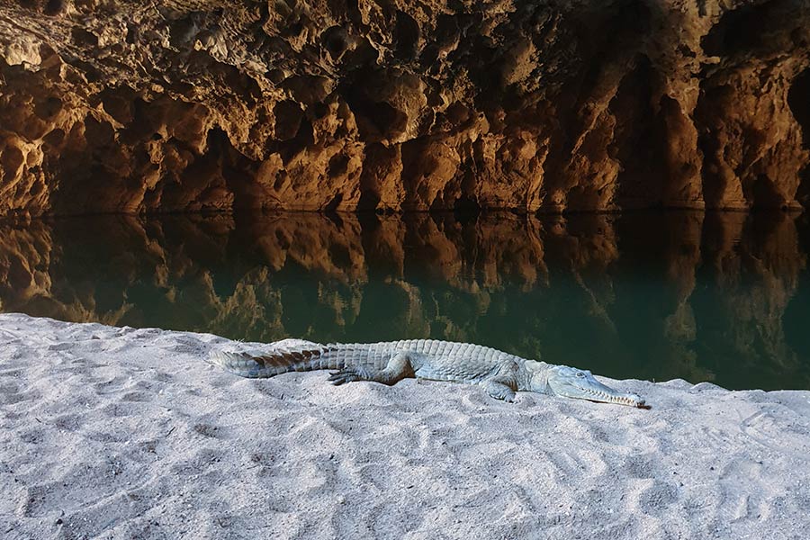 Crocodile lying on the sand near the water