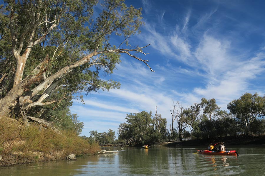 People kayaking along the Murray River next to trees and wildlife