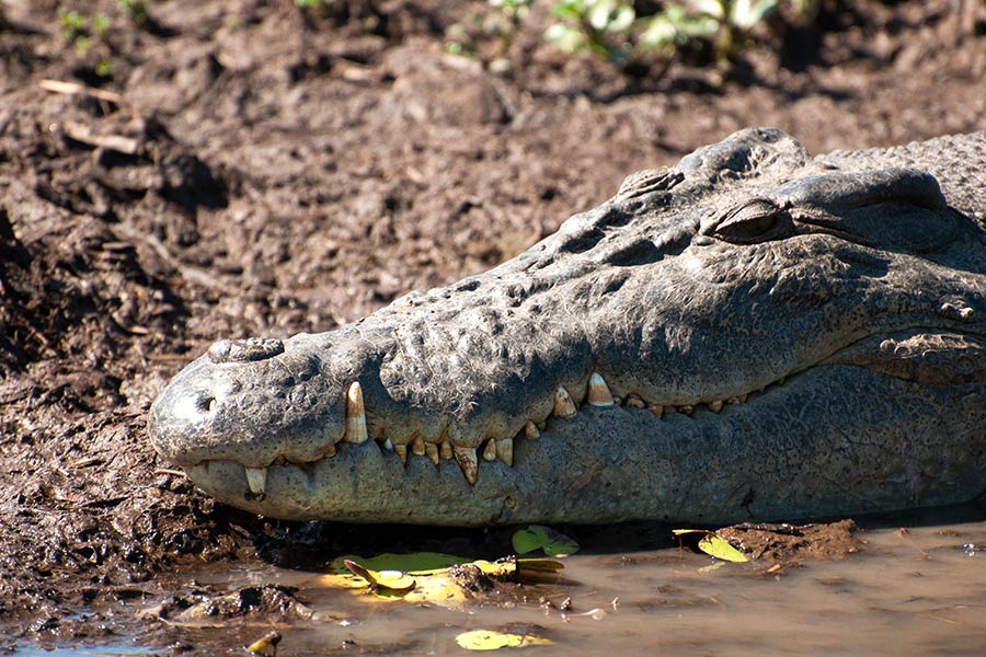 A-salt-water-crocodile-at-Kakadu