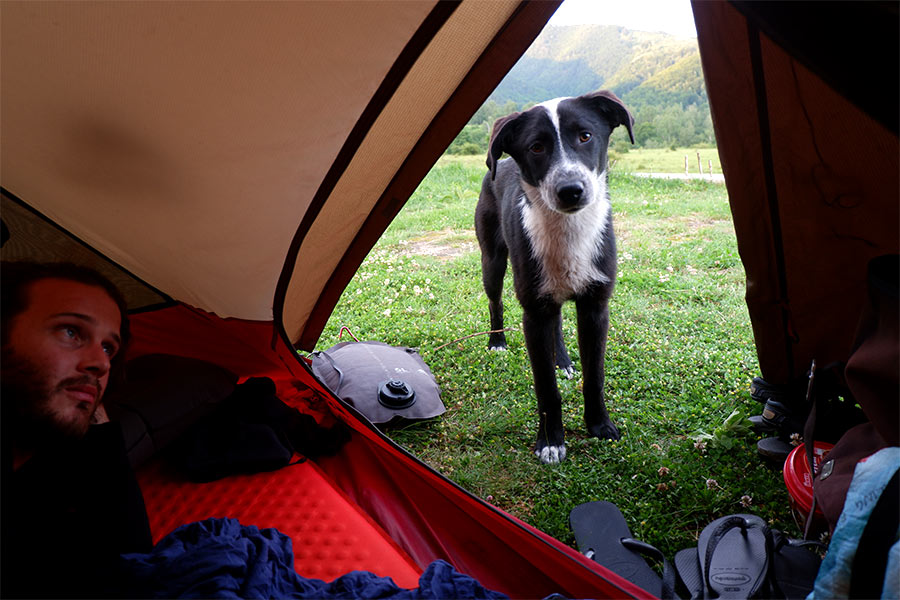 Man lying in tent with a dog peaking through the door