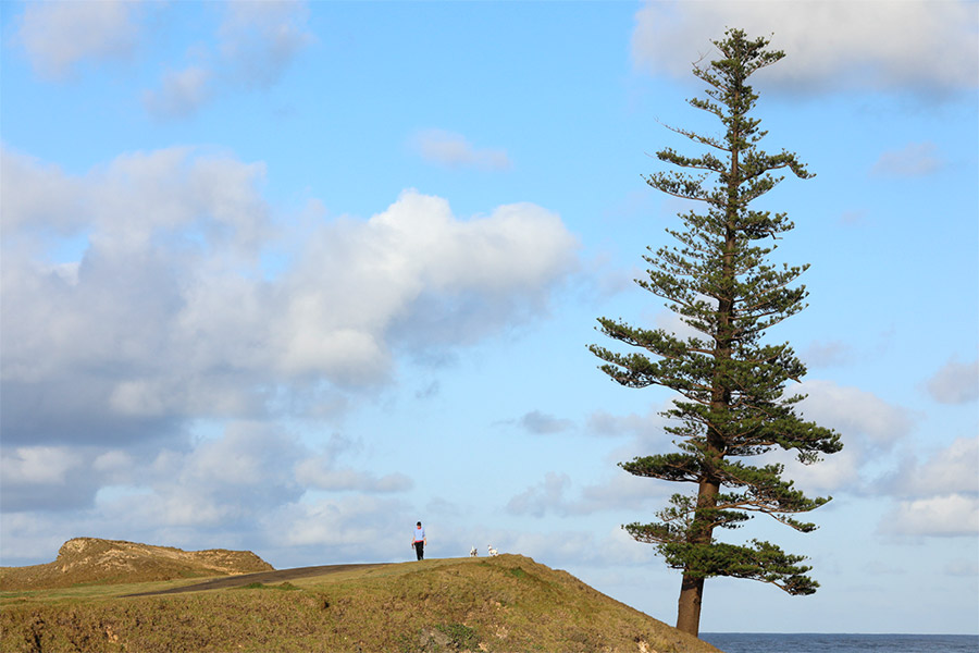Person walking with two dogs along Norfolk Island near a pine tree.