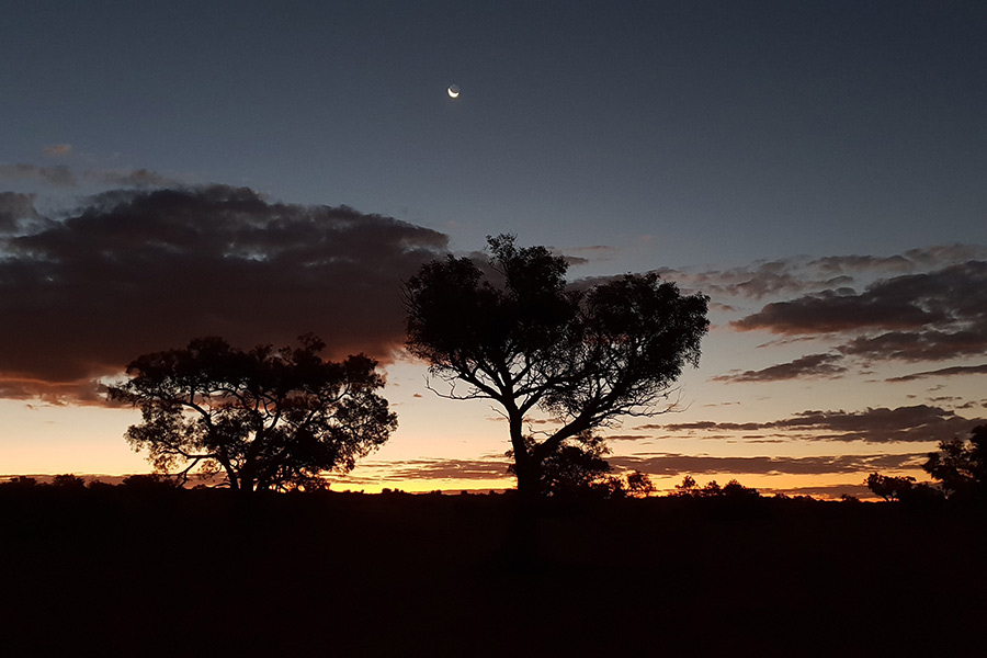 Trees in front of a sunset one night in the Simpson Desert