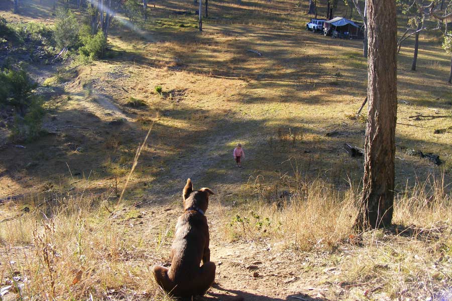 Dog looking over a hill at Landcruiser Mountain Park