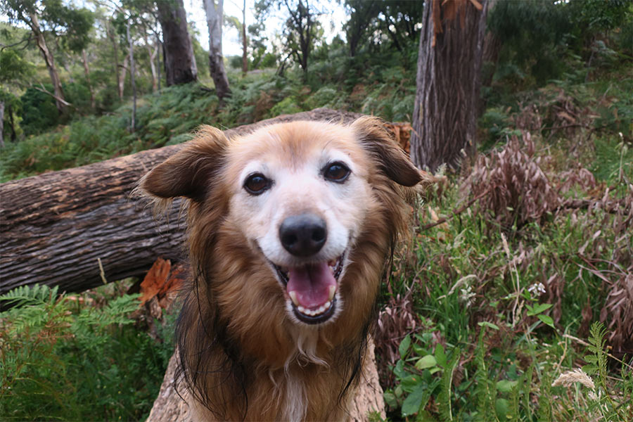 Bright smile on a dog out in the great outdoors