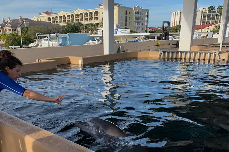 Dolphin working with a female trainer in a pool