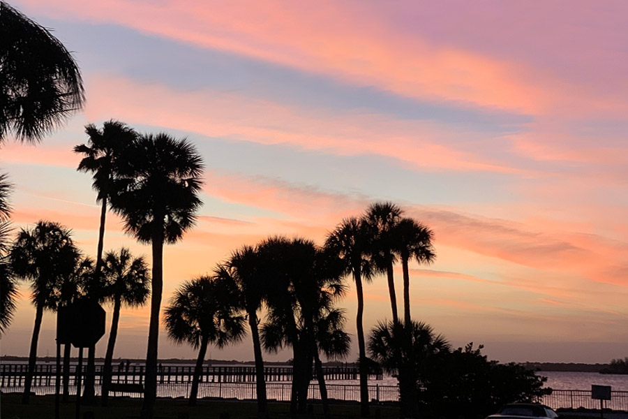 Palm trees near the water at sunset in Florida