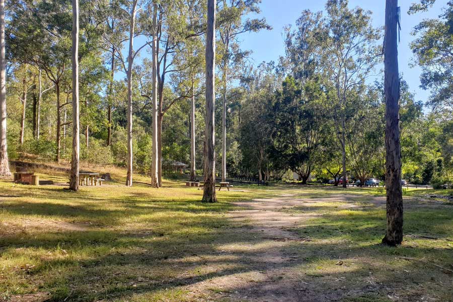 A grassy picnic ground with picnic tables, under gum trees