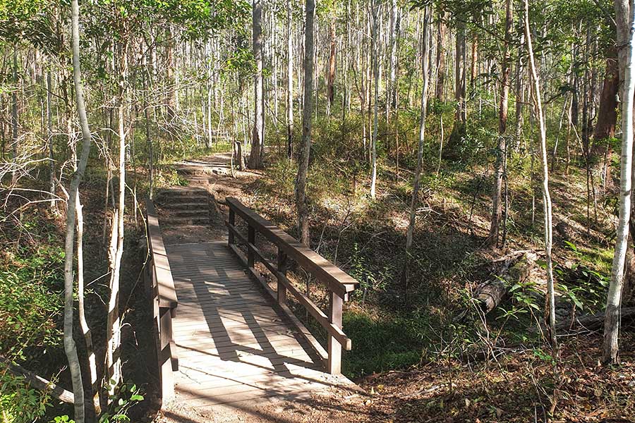 A wooden bridge over a creek in a forest