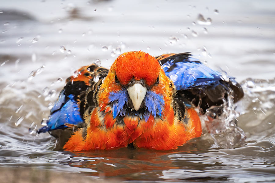A rosella splashes about as it floats on the water