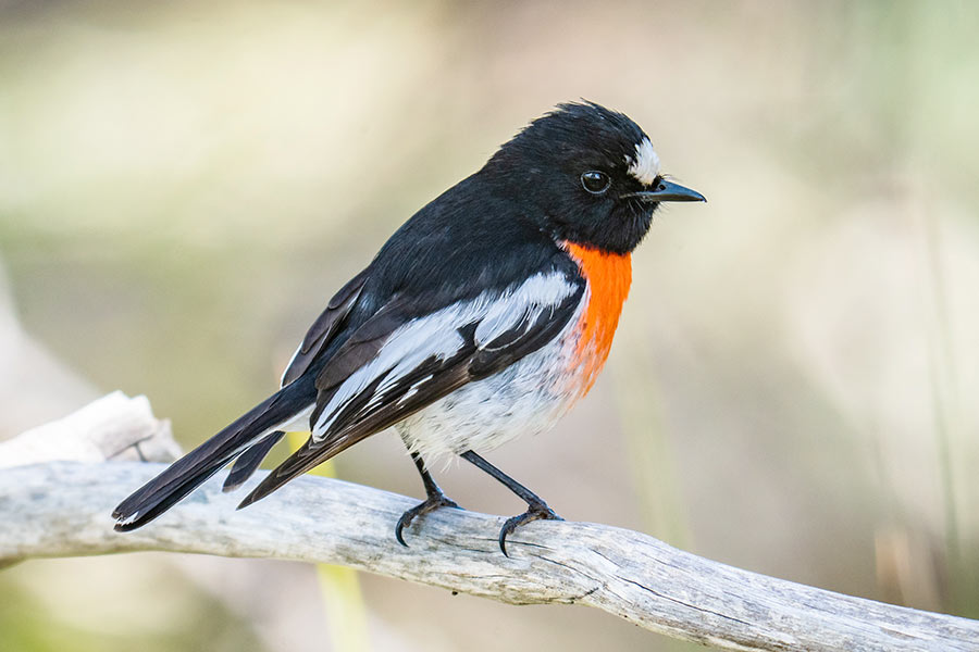 A scarlet robin bird sits on a small branch