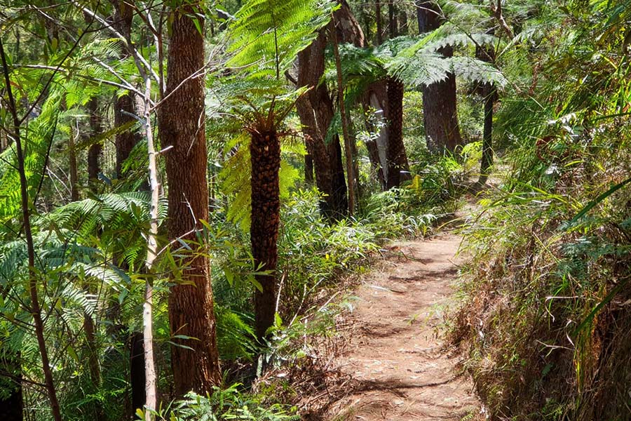 A narrow trail winds through a rainforest