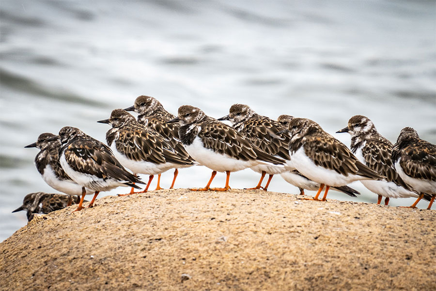 A flock of Ruddy Turnstones huddled together on a rock.