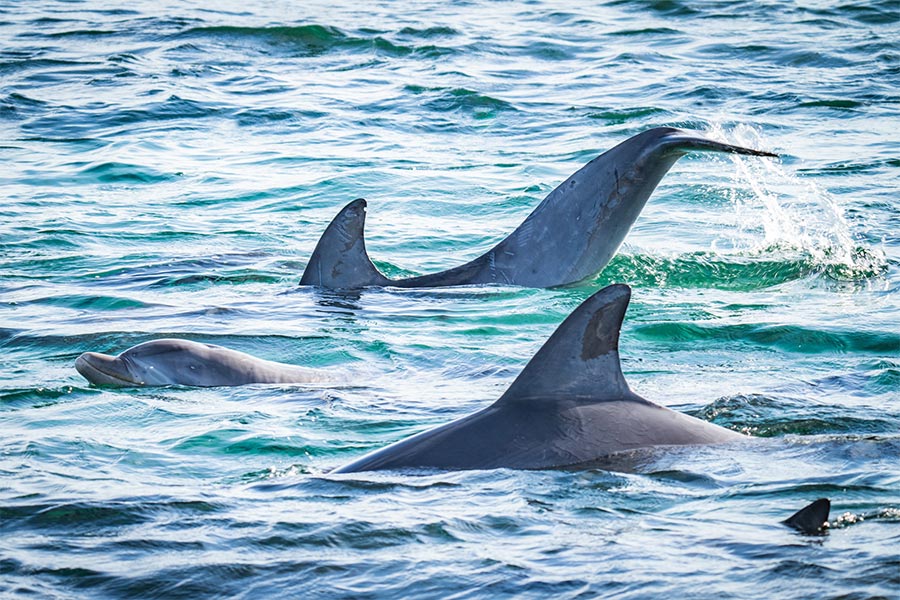 Bottlenosed dolphins swimming in the ocean.