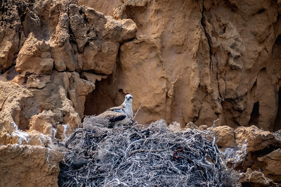 A Eastern Osprey sits by its nest against a rocky cliff.