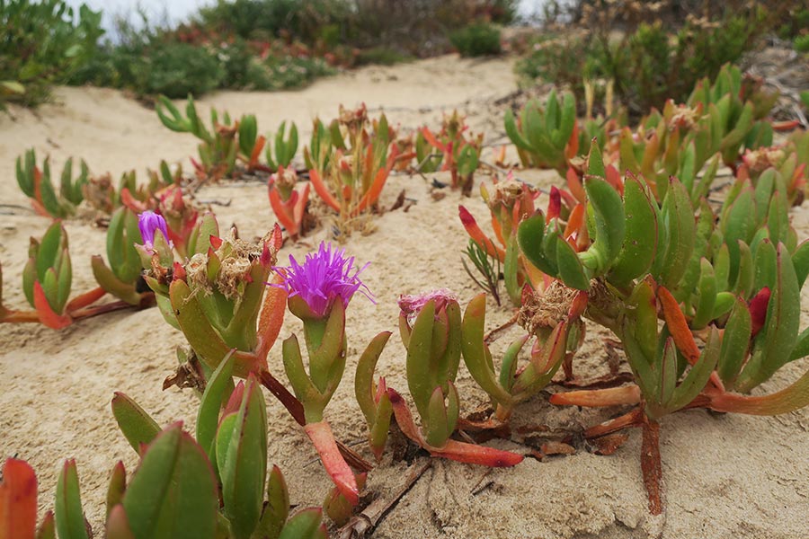 The coastal, sand dune loving plant of pigface is native to Australia and an edible bushfood. A close up of the edible plant, pigface, growing on a sand dune.