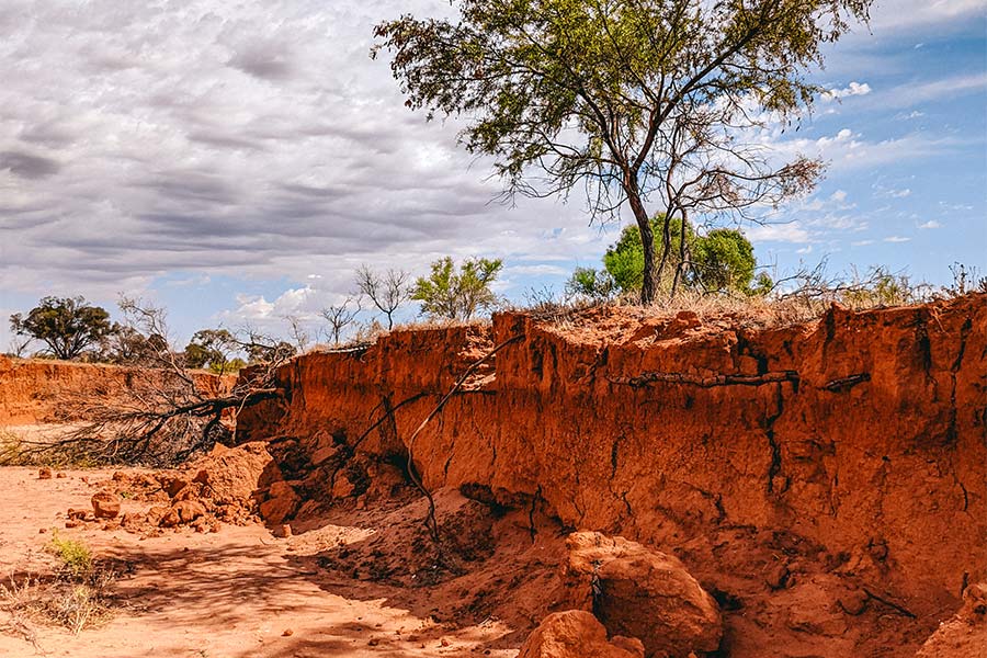 An outback dried river bed with exposed banks of red earth and thirsty tree roots.