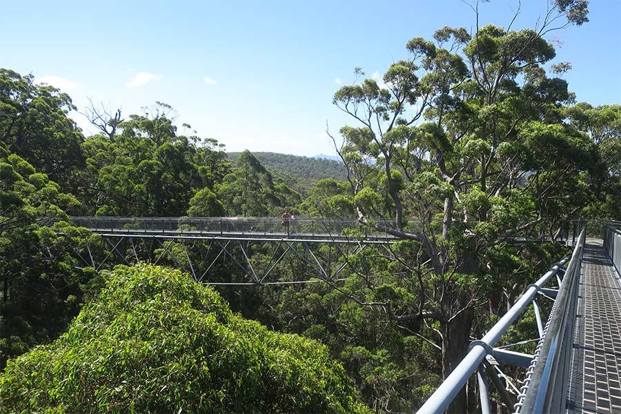 The scaffolded walkways among the tree tops at the Valley of the Giant Treetop Walk.