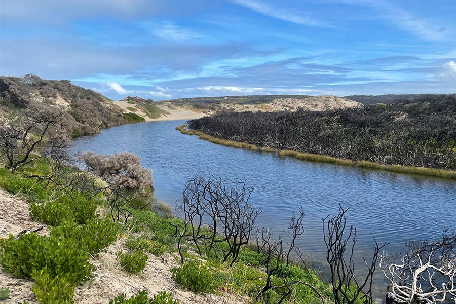 South West River on Kangaroo Island. There are the blackened remains of burnt trees from the bushfires with a lot of shrub regrowth on the banks of the river.