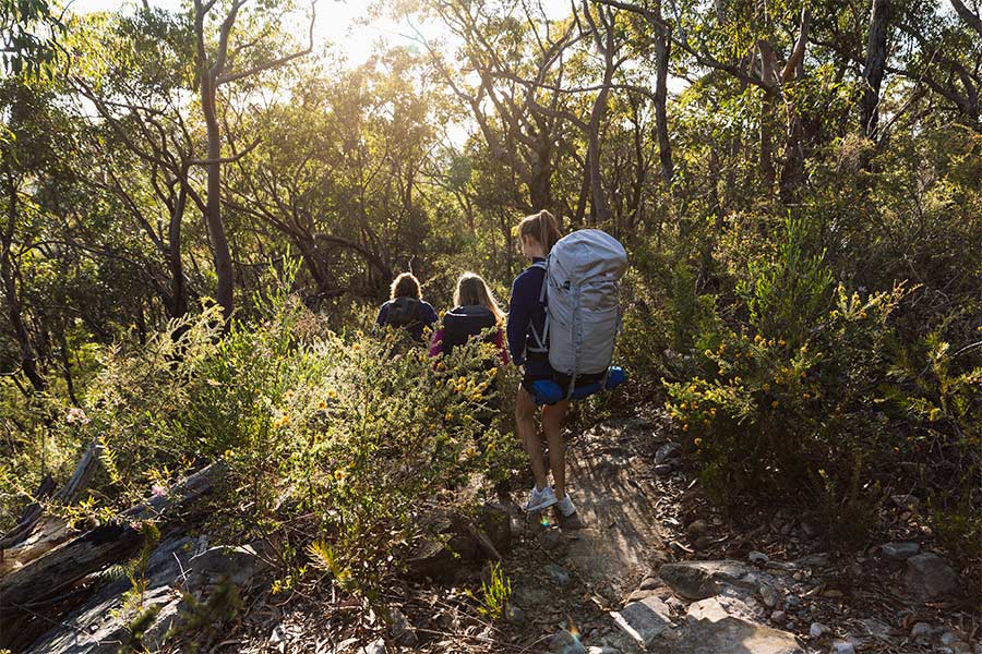 The back of three hikers walking downhill on a trail surrounded by thick bush.