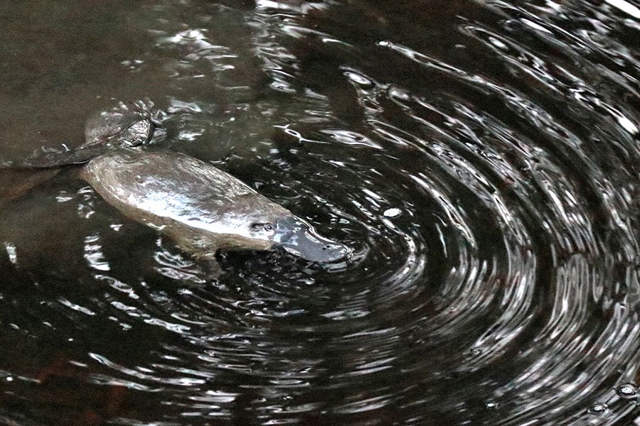 A platypus swimming in water with ripples.