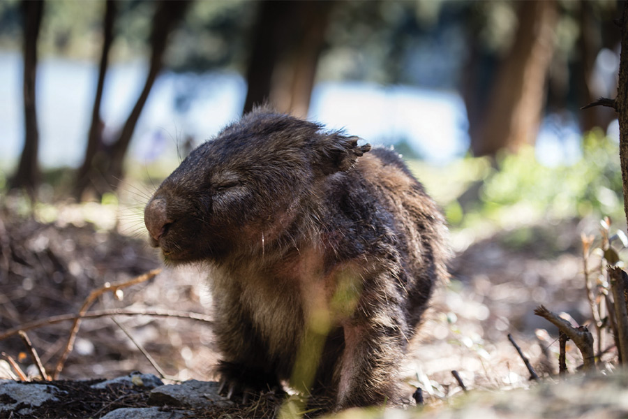A cute wombat on a forest floor with dappled sunlight across its back.