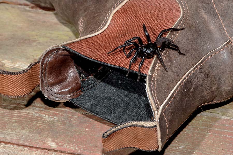 A funnel-web spider sitting at the opening of a work boot. The boot is lying down and the spider looks to be about to crawl inside.