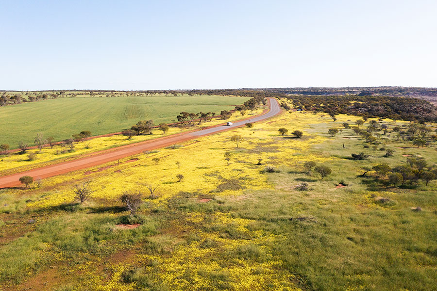 A drone shot of a country road, half dirt and half bitumen. It's spring and yellow wildflowers line each side of the road with green paddocks and a few scattered trees.
