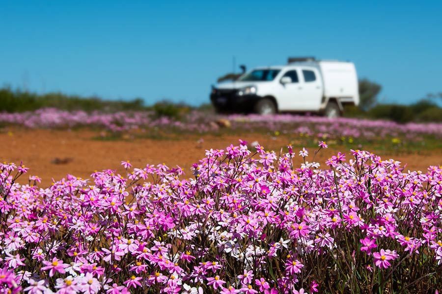 Bright pink Everlasting flowers fill the forground of the image with a white 4WD parked on a dirt track in the background and clear blue sky above.